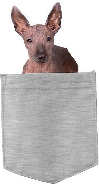 Xoloitzcuintli Dog in pocket Fridge Car Magnet Bumper Sticker App size 4"x7"