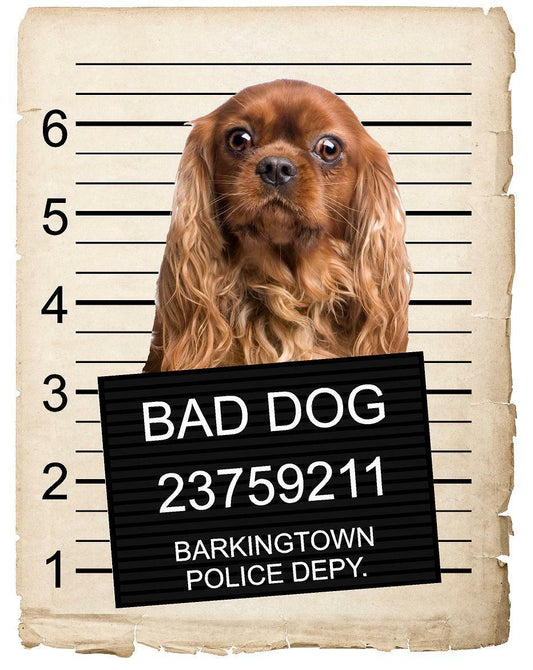 Cavalier King Charles Spaniel Mugshot Bad Dog Fridge refrigerator Car Magnet