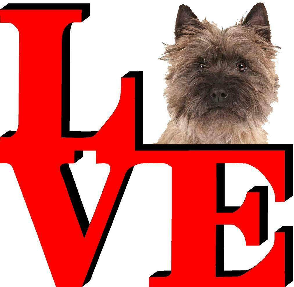 Cairn Terrier Dog Love Park Cute Dog Fridge Refrigerator Car Magnet