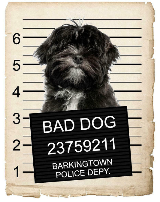 Lhasa Apso Mugshot Bad Dog Fridge refrigerator Car Magnet