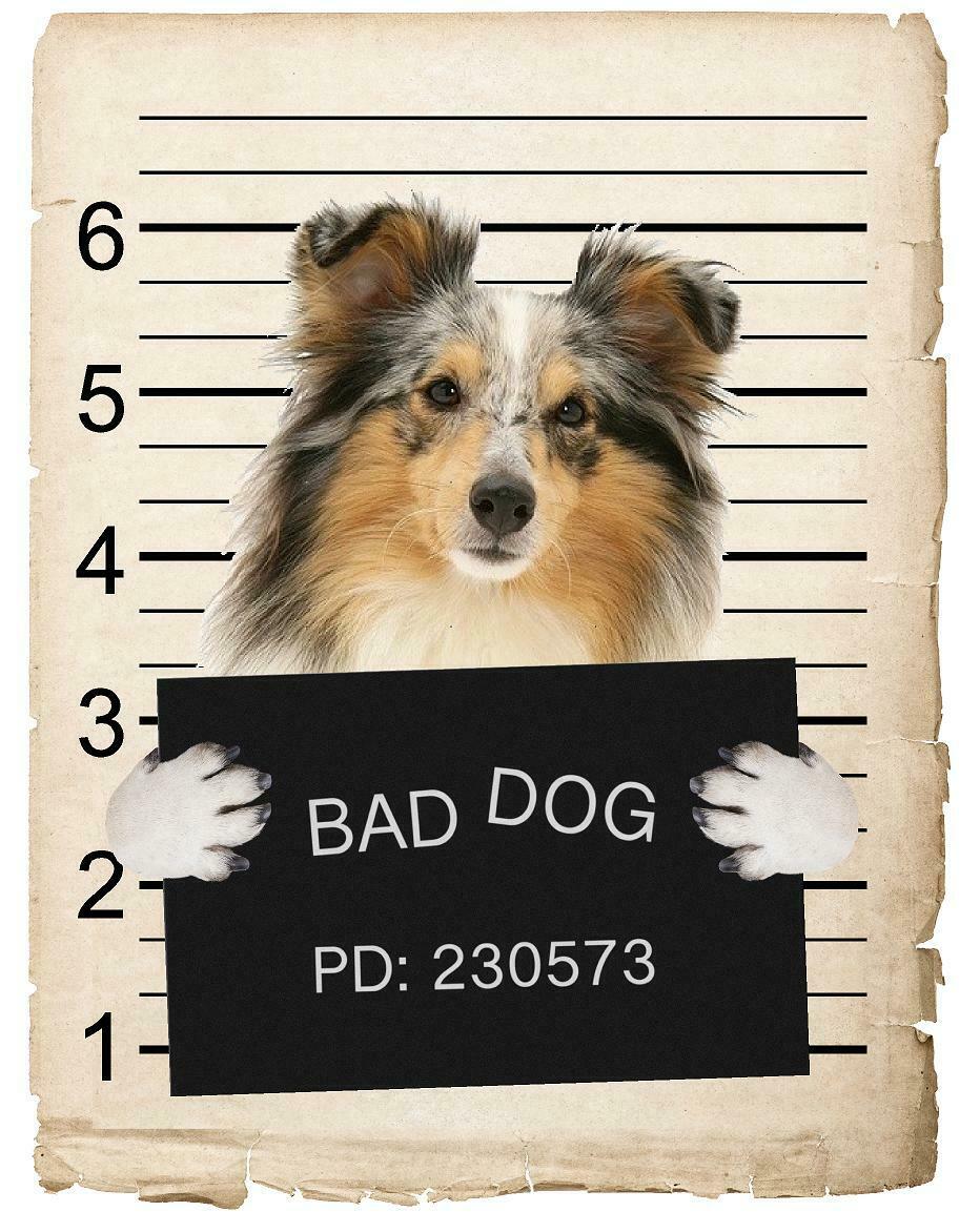Shetland Sheepdog Mugshot Bad Dog Fridge refrigerator Car Magnet