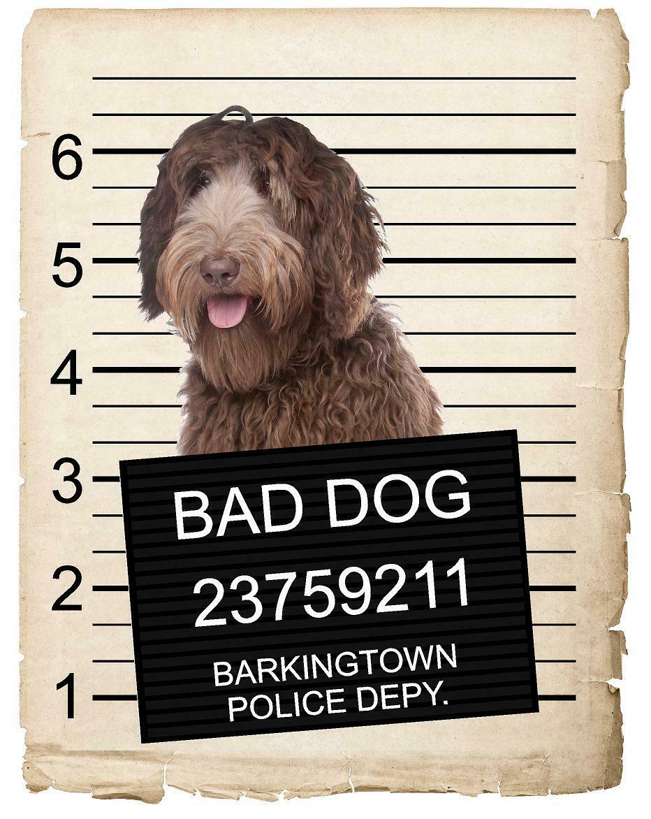 Labradoodle Mugshot Bad Dog Fridge refrigerator Car Magnet