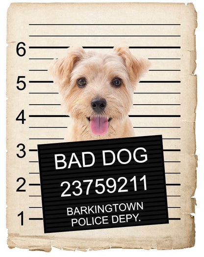 Norfolk Terrier Mugshot Bad Dog Fridge refrigerator Car Magnet